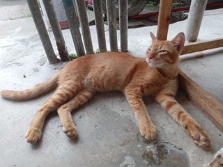 Oyen (Fka Orion) - Domestic Short Hair Cat