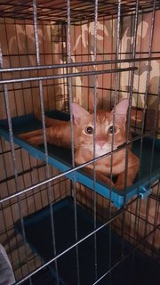 Oyen (Fka Orion) - Domestic Short Hair Cat