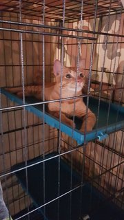 Oyen (Fka Orion) - Domestic Short Hair Cat