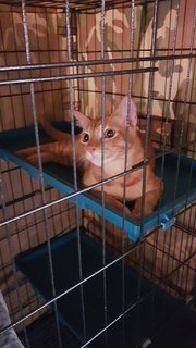 Oyen (Fka Orion) - Domestic Short Hair Cat