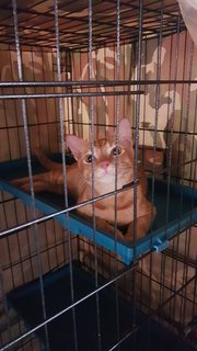 Oyen (Fka Orion) - Domestic Short Hair Cat