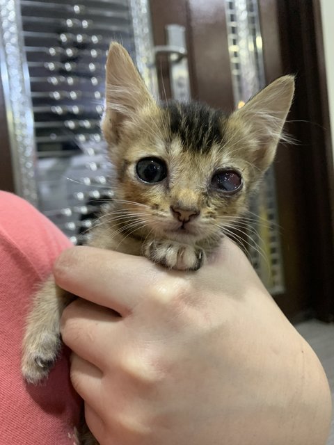 Rong Hao - Domestic Short Hair Cat