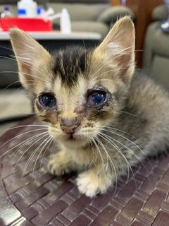 Rong Hao - Domestic Short Hair Cat