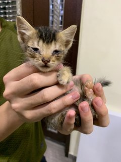 Rong Hao - Domestic Short Hair Cat