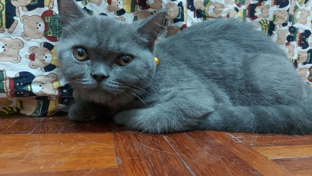 Violet - British Shorthair Cat