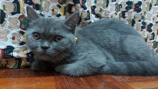 Violet - British Shorthair Cat