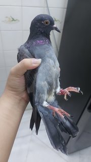 Hope - Pigeon Bird