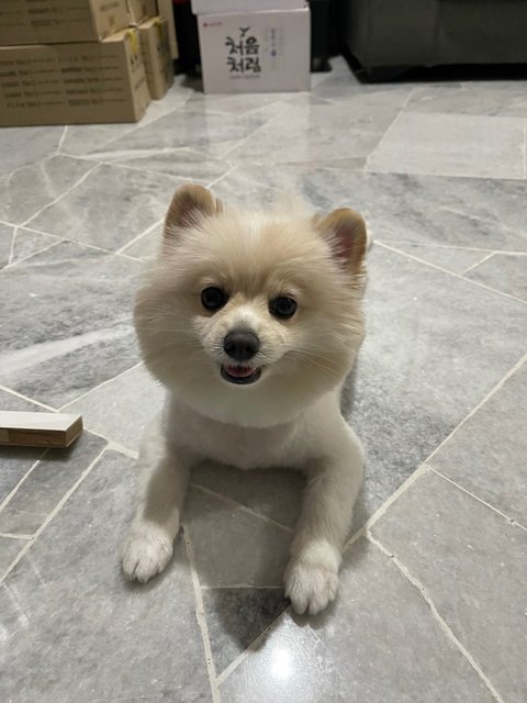 Mochi  - Pomeranian Dog