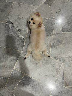 Mochi  - Pomeranian Dog