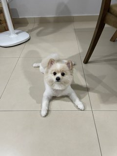 Mochi  - Pomeranian Dog