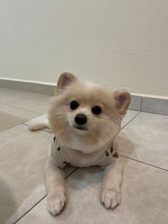 Mochi  - Pomeranian Dog