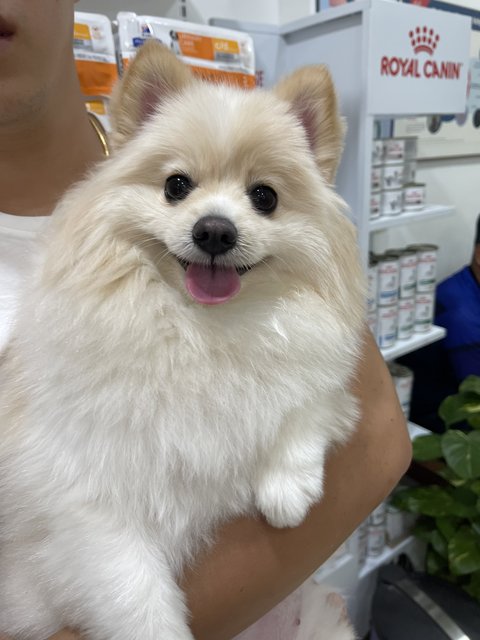 Mochi  - Pomeranian Dog