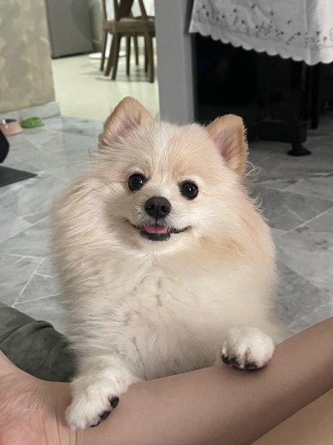 Mochi  - Pomeranian Dog