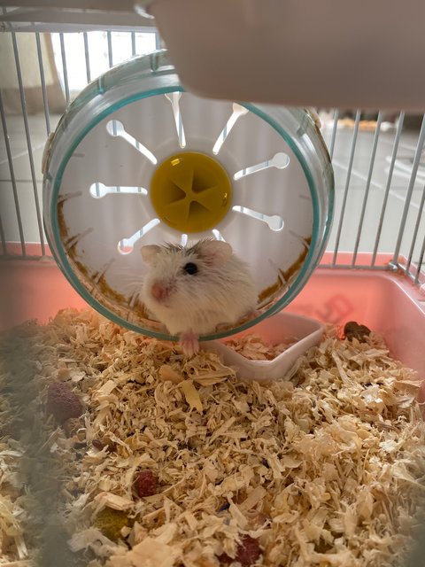 Milky  - Roborovsky's Hamster Hamster