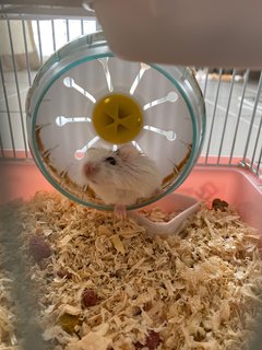 Milky  - Roborovsky's Hamster Hamster