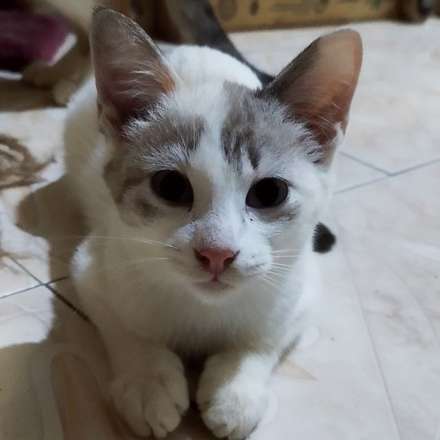 Puteh - Domestic Medium Hair Cat