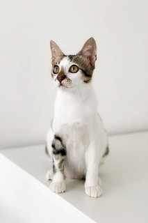 Harlan - Domestic Short Hair Cat