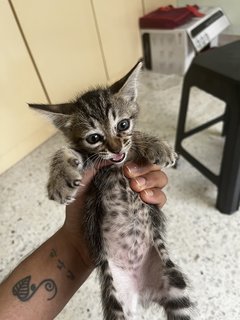 Sugar - Domestic Short Hair Cat