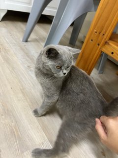 British Short Hair - British Shorthair Cat