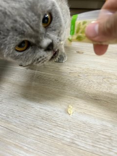 British Short Hair - British Shorthair Cat