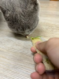 British Short Hair - British Shorthair Cat