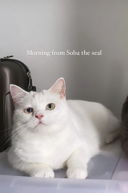 Soba - Domestic Short Hair Cat