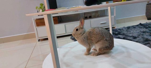 Herbie - Dwarf Rabbit