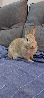 Herbie - Dwarf Rabbit