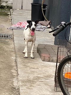 Oreo - Mixed Breed Dog