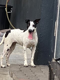 Oreo - Mixed Breed Dog