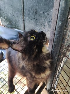 Stella And 2 Babies - Domestic Long Hair Cat