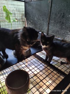 Stella And 2 Babies - Domestic Long Hair Cat