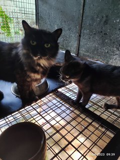 Stella And 2 Babies - Domestic Long Hair Cat