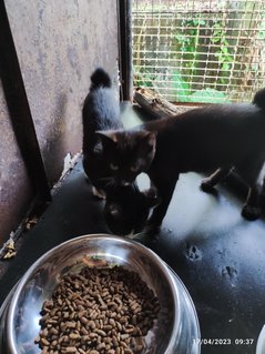 Stella And 2 Babies - Domestic Long Hair Cat