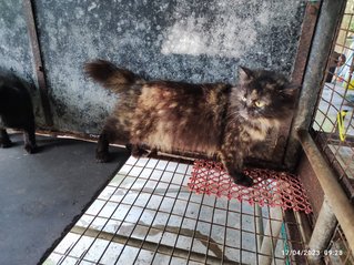 Stella And 2 Babies - Domestic Long Hair Cat