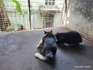 Stella And 2 Babies - Domestic Long Hair Cat