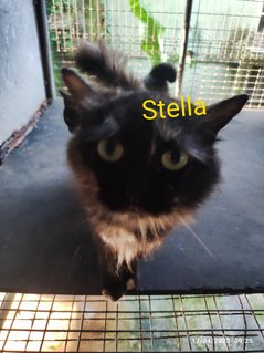 Stella And 2 Babies - Domestic Long Hair Cat