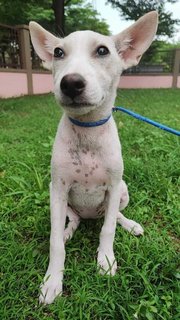 Xiao Bai - Jack Russell Terrier Mix Dog