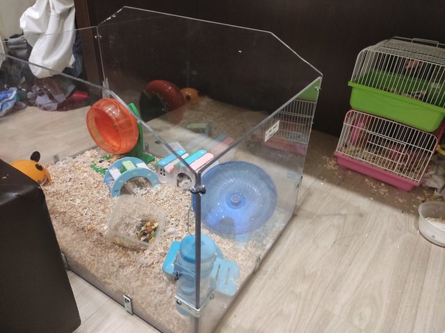 Bubu,cicik,kuma - Short Dwarf Hamster Hamster