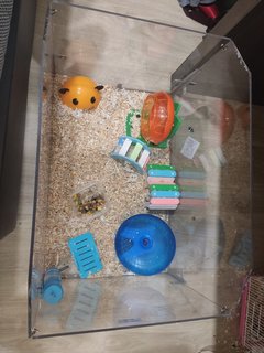 Bubu,cicik,kuma - Short Dwarf Hamster Hamster