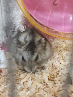 Bubu,cicik,kuma - Short Dwarf Hamster Hamster