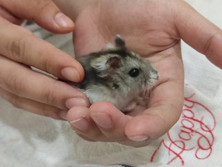 Bubu,cicik,kuma - Short Dwarf Hamster Hamster