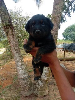 A,b,c,d,e - Mixed Breed Dog