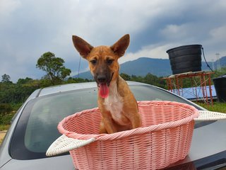 Cupcake - Mixed Breed Dog