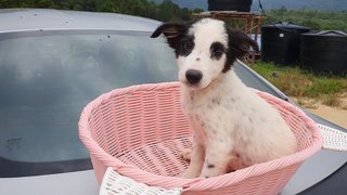 Thor - Mixed Breed Dog