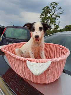 Thor - Mixed Breed Dog