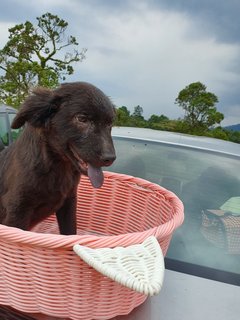 Loki Boy - Mixed Breed Dog