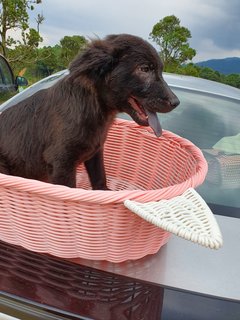 Loki Boy - Mixed Breed Dog