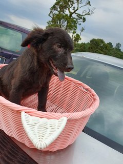 Loki Boy - Mixed Breed Dog