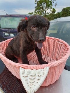 Loki Boy - Mixed Breed Dog